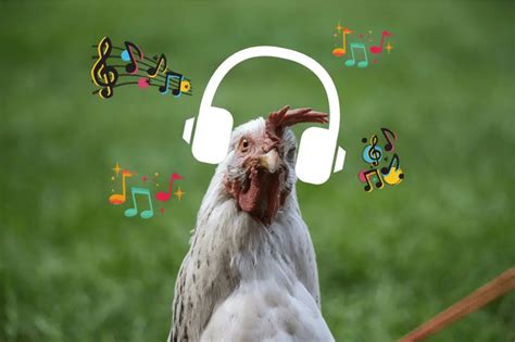 do chickens like music - Exploring the Intriguing Question of Poultry and Musical Preferences